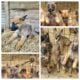 Belgian Malinois puppy