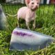 Canadian Sphynx odd eye