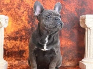 Reese’s the Frenchie