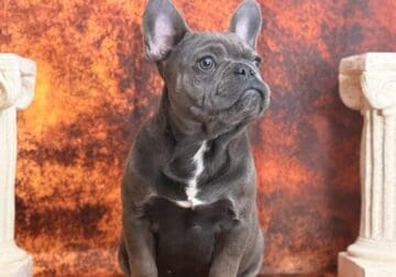Reese’s the Frenchie