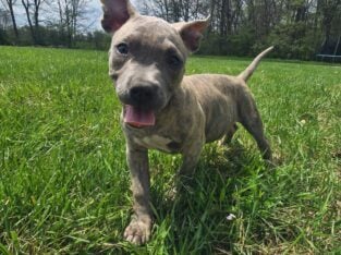 XL AMERICAN BULLIES