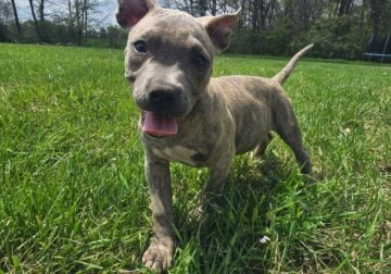 XL AMERICAN BULLIES