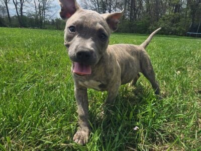 XL AMERICAN BULLIES