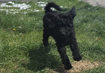LabraBerneDoodles