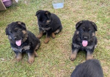 AKC German Shepherd pups for sale. DOB 3/12