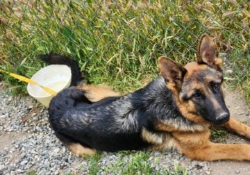 German shepherd puppiessss