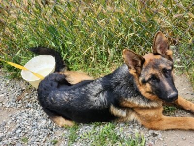 German shepherd puppiessss