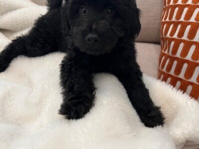 Labradoodle