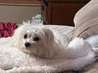 Rehoming 2 yr. old Maltese dog