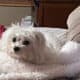 Rehoming 2 yr. old Maltese dog