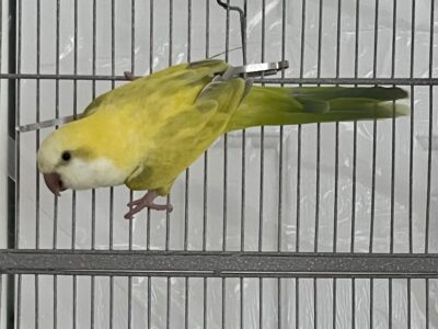 One-Year-Old Tame Female Quaker Parrot
