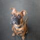Male boxer