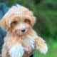 Male Yorkiepoo apricot