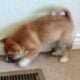 Shiba Inu red male