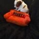 LONG COAT CHIHUAHUA PUPPIES- ADORABLE