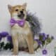 AKC Shiba Inu Larry