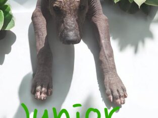 Xoloitzcuintli Standard size