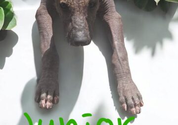 Xoloitzcuintli Standard size