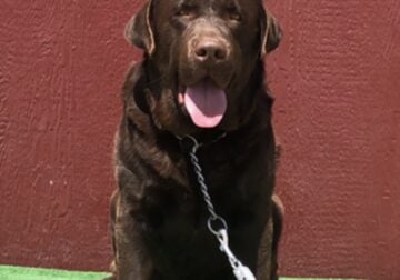 Cadbury AKC Male Chocolate Lab