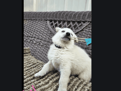 CKC German Shepherd Puppies