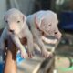 Dogo Argentino