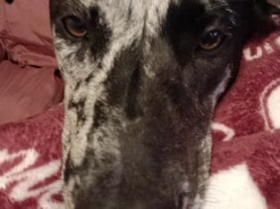 Catahoula mix