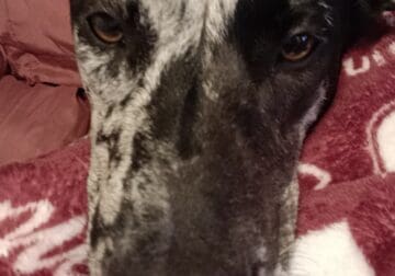 Catahoula mix