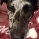 Catahoula mix