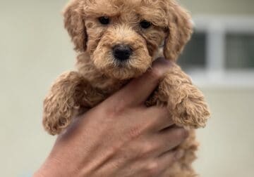 Goldendoodle pink