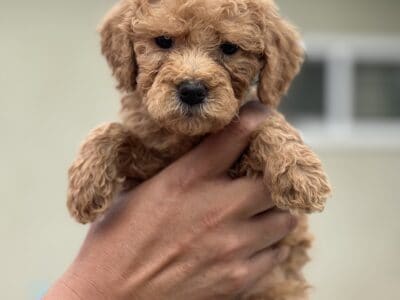 Goldendoodle pink