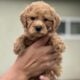 Goldendoodle pink