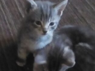 Kitty Siblings