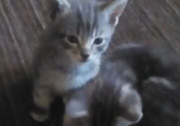 Kitty Siblings
