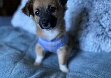 Chihuahua Jack Russell Mix Puppies