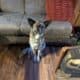 Sadie: Akita, Cattle Dog, Border Collie mix