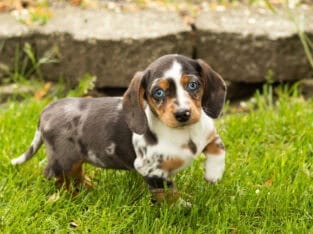 AKC Mini dachshund female puppy in Indiana (Sadie)