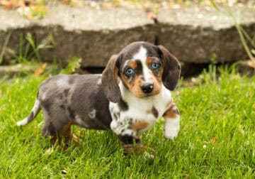 AKC Mini dachshund female puppy in Indiana (Sadie)