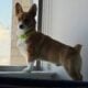 Pembroke Welsh Corgi