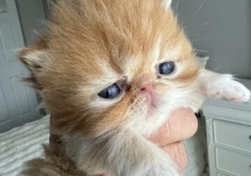 Persian kitty