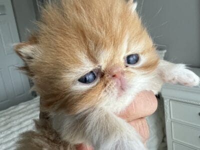Persian kitty