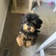 7 month old male miniature poodle