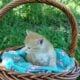 Dandy (Orange tabby male)