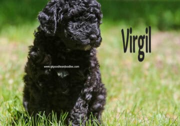 Virgil Mini Labradoodle Male Multigenerational