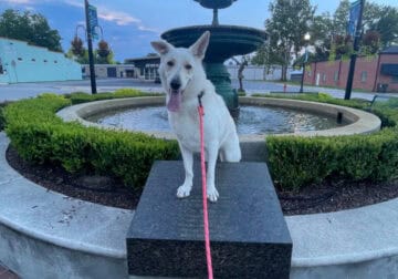 White German Shepard