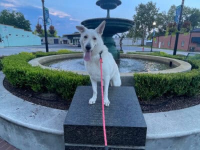 White German Shepard