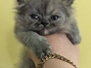 Persian kittens available