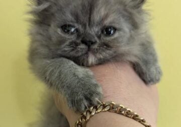 Persian kittens available