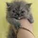 Persian kittens available