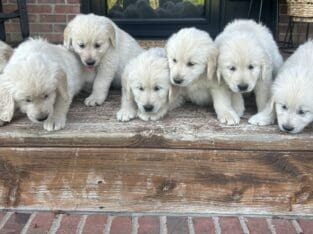 English golden retriever puppies