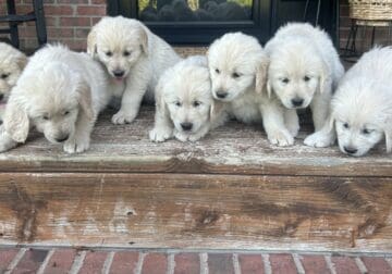 English golden retriever puppies